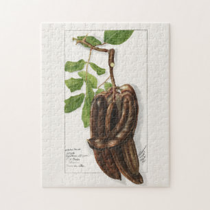 Legume (Ceratonia Siliqua L.) Vruchtenschilderinge Legpuzzel