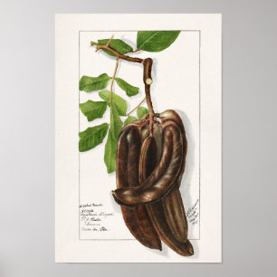 Legume (Ceratonia Siliqua L.) Vruchtenschilderinge Poster