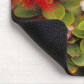 Lehua bloeit in Hawaii-vulkanen Muismat (Hoek)