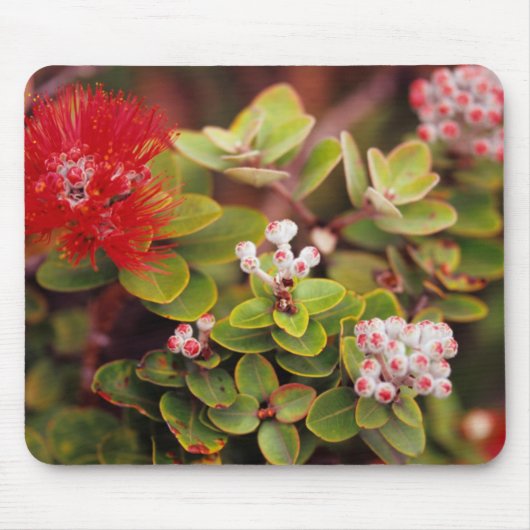 Lehua bloeit in Hawaii-vulkanen Muismat (Voorkant)