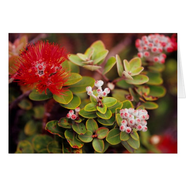 Lehua bloesems in Hawaï-vulkanen (Voorkant Horizontaal)