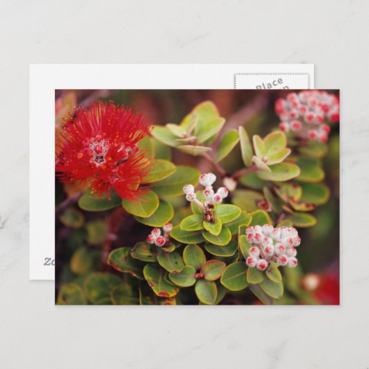Lehua bloesems in Hawaï-vulkanen Briefkaart (Voorkant / Achterkant)