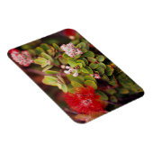 Lehua bloesems in Hawaï-vulkanen Magneet (Rechterzijde)