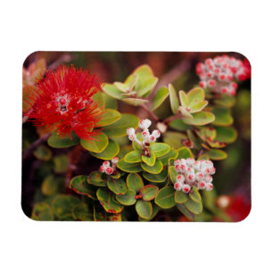 Lehua bloesems in Hawaï-vulkanen Magneet