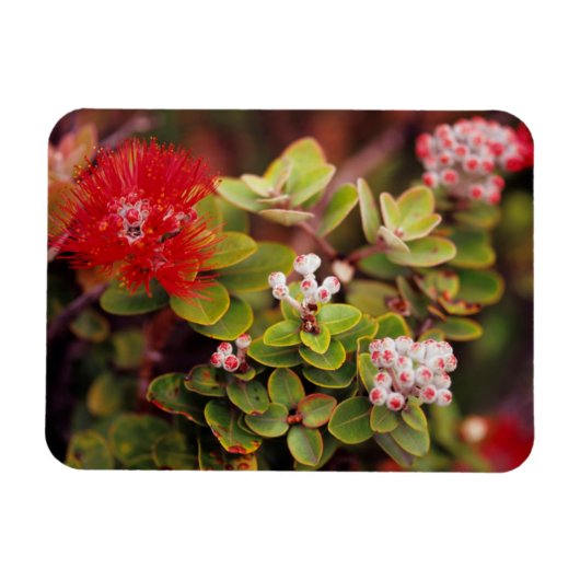 Lehua bloesems in Hawaï-vulkanen Magneet (Horizontaal)