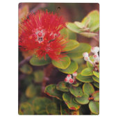 Lehua Bloesems In Hawaii Vulkanen Klembord (Achterkant)