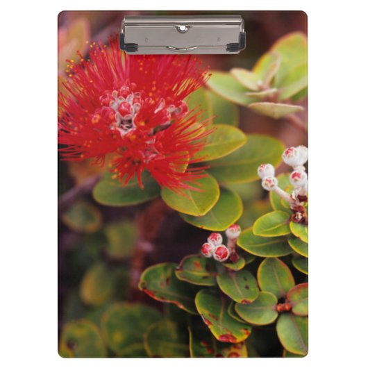 Lehua Bloesems In Hawaii Vulkanen Klembord (Voorkant)