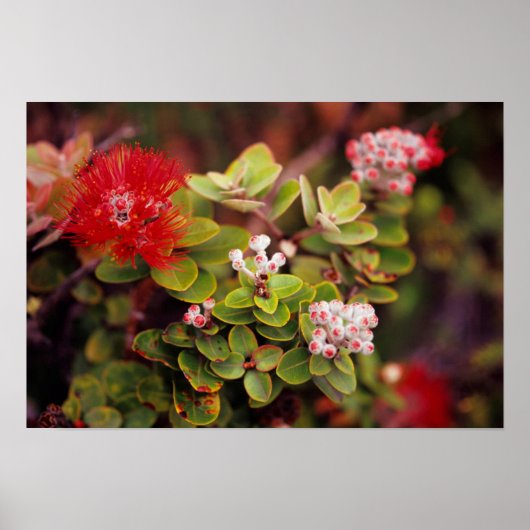 Lehua Bloesems In Hawaii Vulkanen Poster (Voorkant)