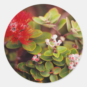 Lehua Bloesems In Hawaii Vulkanen Ronde Sticker