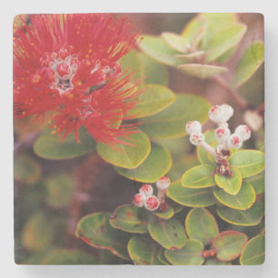 Lehua Bloesems In Hawaii Vulkanen Stenen Onderzetter
