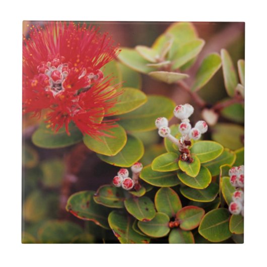 Lehua Bloesems In Hawaii Vulkanen Tegeltje (Voorkant)