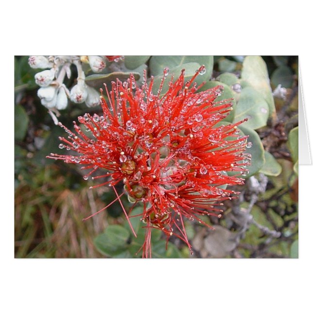 Lehua Blossom (Voorkant Horizontaal)