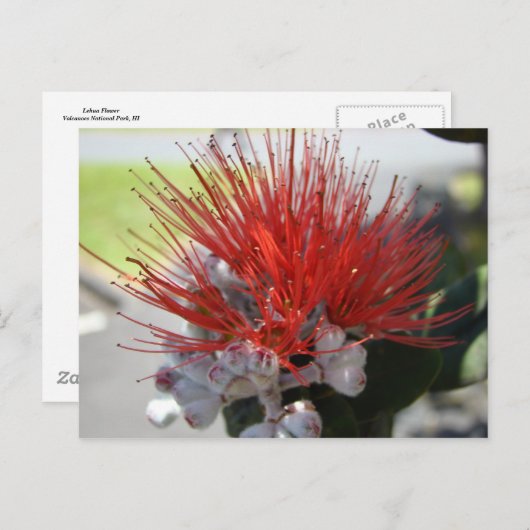 Lehua Briefkaart (Voorkant / Achterkant)