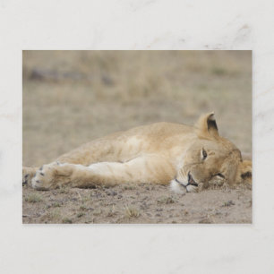 Lei (Panthera leo) kubusrust, Masai Mara Game Briefkaart