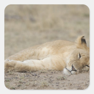 Lei (Panthera leo) kubusrust, Masai Mara Game Vierkante Sticker