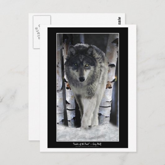 LEIDER VAN DE PACK ~ Wolf Briefkaarten (Voorkant / Achterkant)