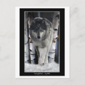 LEIDER VAN DE PACK ~ Wolf Briefkaarten (Voorkant)