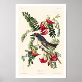 Leiding Flycatcher door Poster van Audubon (Voorkant)