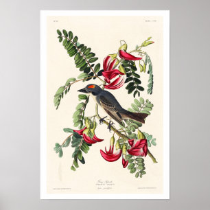 Leiding Flycatcher door Poster van Audubon