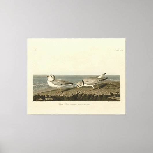 Leiding van de Amerikaanse vogels van Audubon Canvas Afdruk (Voorkant)