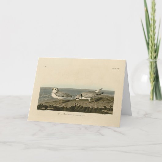 Leiding van de Amerikaanse vogels van Audubon Kaart (Voorkant)