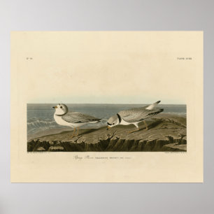 Leiding van de Amerikaanse vogels van Audubon Poster