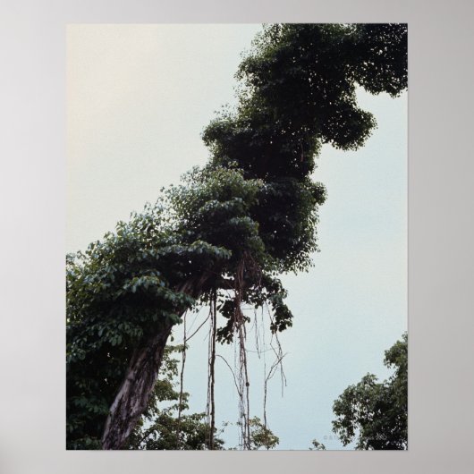 Leidingbomen en wijnstokken in oerwoud poster (Voorkant)