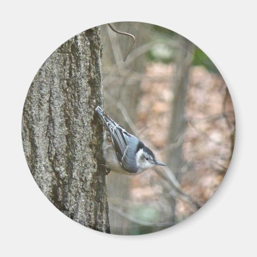 Leistgrijze Nuthatch Songbird Coordinated Items Magneet (Voorkant)