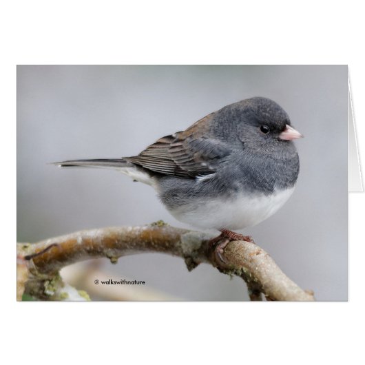 Leistkleurige donkergeoogste Junco op de perenboom (Voorkant Horizontaal)