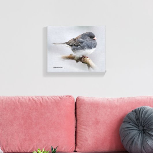 Leistkleurige donkergeoogste Junco op de perenboom Canvas Afdruk (Insitu (Woonkamer))