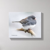 Leistkleurige donkergeoogste Junco op de perenboom Canvas Afdruk (Voorkant)