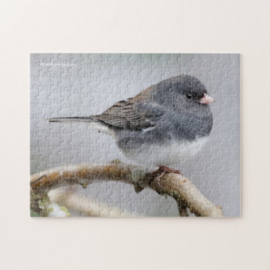 Leistkleurige donkergeoogste Junco op de perenboom Legpuzzel (Horizontaal)