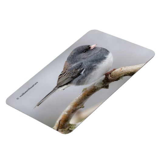 Leistkleurige donkergeoogste Junco op de perenboom Magneet (Linkerzijde)