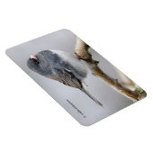 Leistkleurige donkergeoogste Junco op de perenboom Magneet (Rechterzijde)