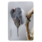 Leistkleurige donkergeoogste Junco op de perenboom Magneet (Verticaal)