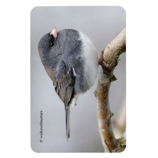 Leistkleurige donkergeoogste Junco op de perenboom Magneet (Verticaal)