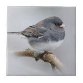 Leistkleurige donkergeoogste Junco op de perenboom Tegeltje (Voorkant)