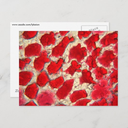 Lek van een rode roos onder de microscoop briefkaart (Voorkant / Achterkant)