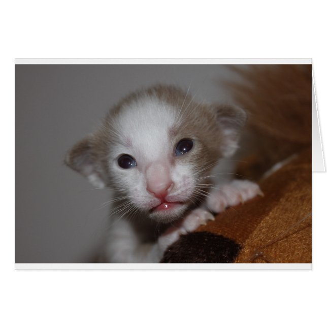 Lekkerig baby kitten (Voorkant Horizontaal)