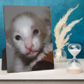 Lekkerig baby kitten fotoplaat (Zijkant)