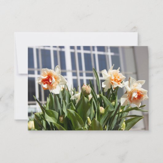 Lektige schattige veer (Voorkant)