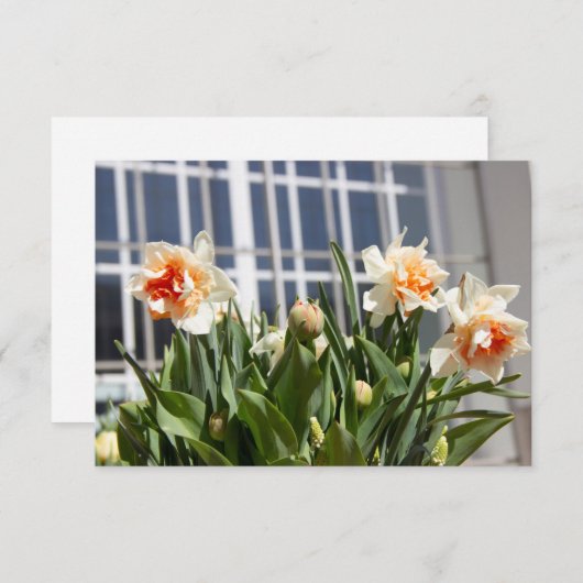 Lektige schattige veer (Voorkant / Achterkant)