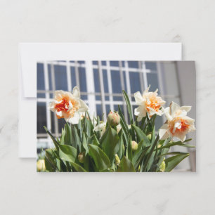 Lektige schattige veer