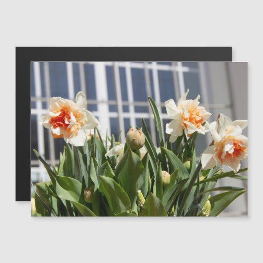 Lektige schattige veer (Voorkant / Achterkant)