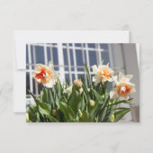 Lektige schattige veer (Voorkant)