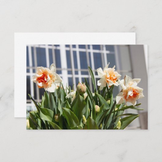 Lektige schattige veer (Voorkant / Achterkant)