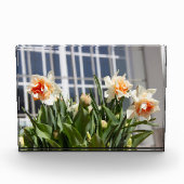 Lektige schattige veer fotoblokken (Voorkant)