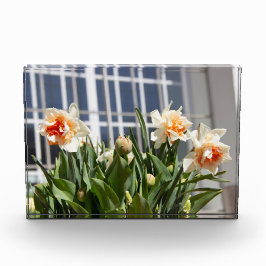 Lektige schattige veer fotoblokken