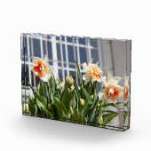 Lektige schattige veer fotoblokken (Rechts)