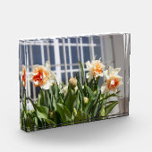 Lektige schattige veer fotoblokken (Links)